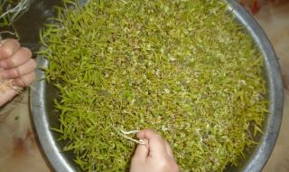 黄豆芽的种植方法步骤 绿豆芽种植方法